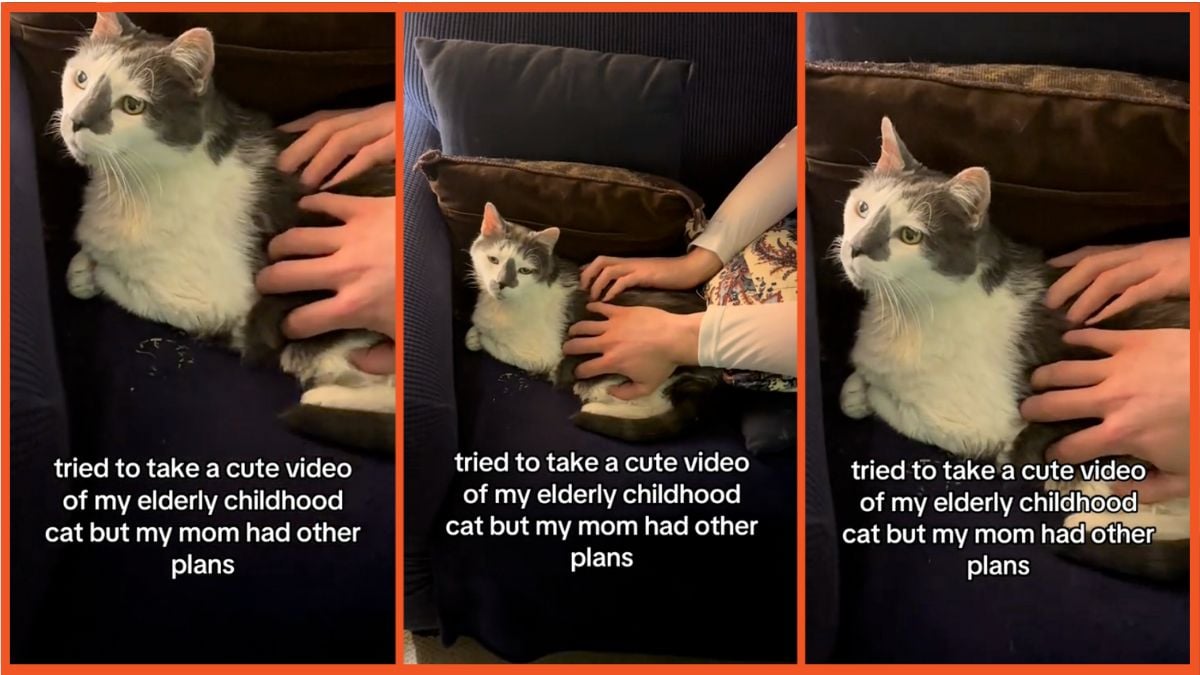 Screenshots of a woman sitting on a couch with her cat