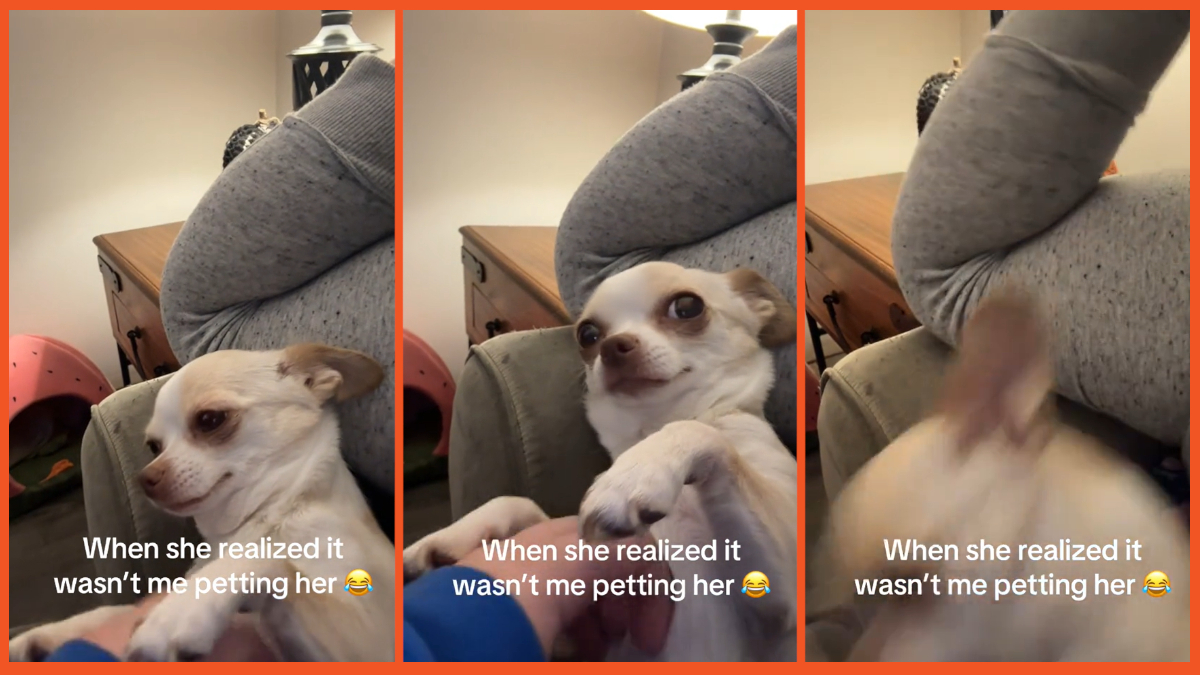 TikTok Chihuahua realizes petting