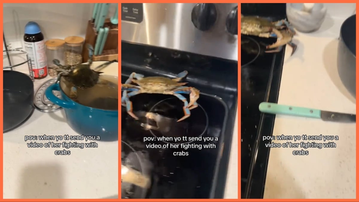 TikTok crab survival