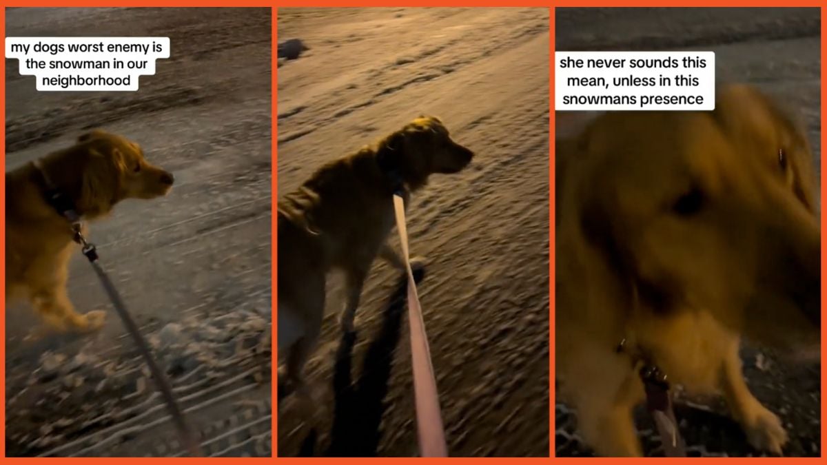 Screengrabs of a dog looking at a snowman on a walk