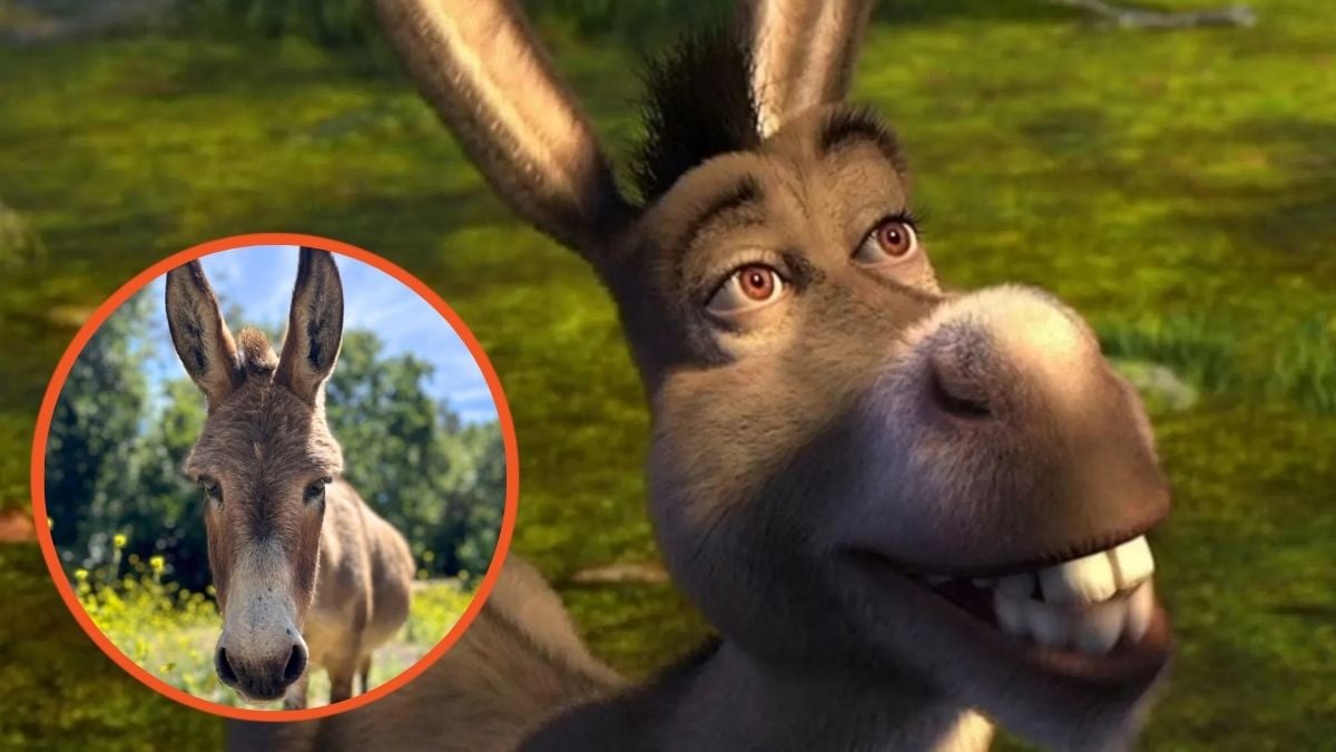 Perry the Donkey who inspired Shrek character and Eddie Murphy's donkey from 'Shrek' franchise