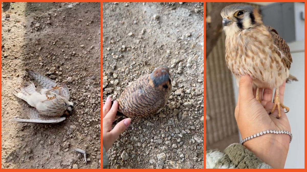 Screenshots of a bird and a hand holding a bird