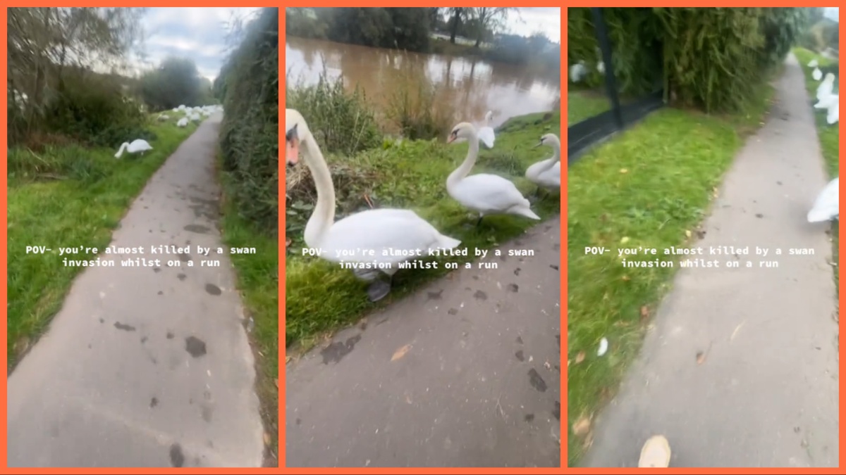 TikTok swan invasion