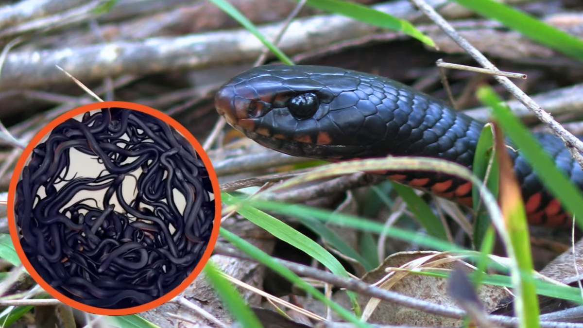 Straing Snake Man finds 100 venomous snakes hiding in his backyard, and I am never ...