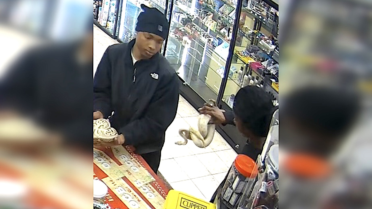 Ball pythons and CBD oil: Tennessee gas station robbed in the weirdest ...