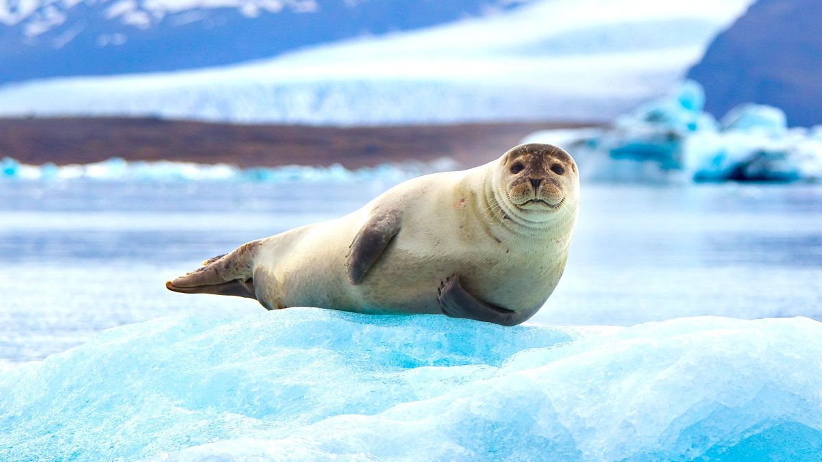 Seal resting on an Iceberg in Iceland's Jokulsarlon