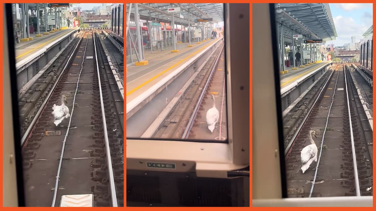 Swan on tracks on TikTok