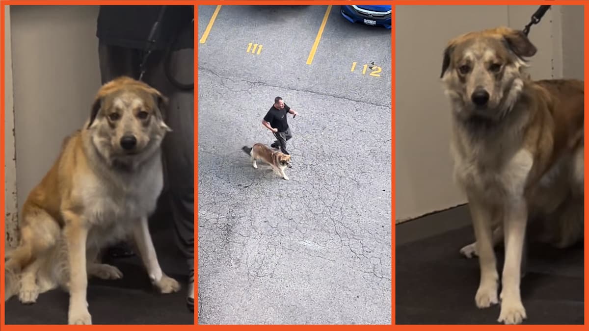 vigilantenikov on TikTok