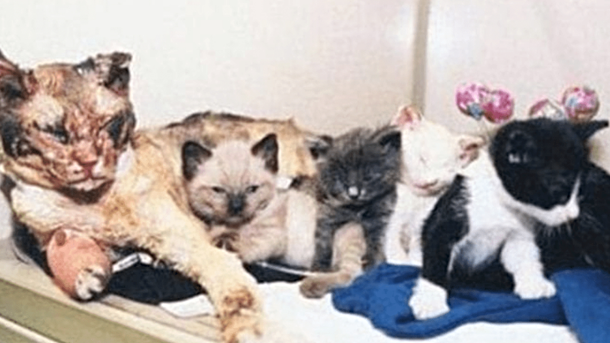 Scarlett and her kittens