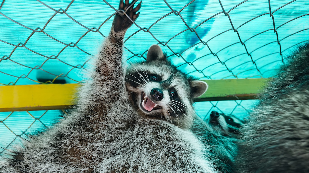 Cute happy raccoon character raising paws via Getty Images, Ivan Kyryk