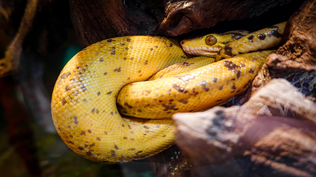 Rhode Island Woman finds ball python snake in her apartment