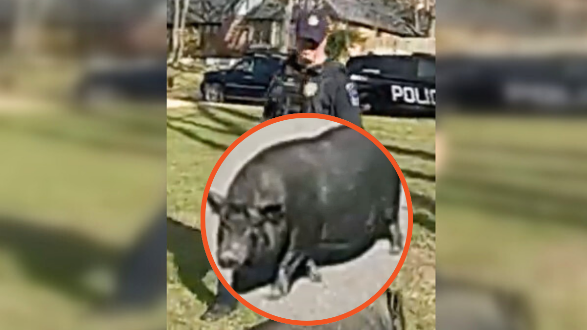 Tulsa pig chase via Tulsa PD, X