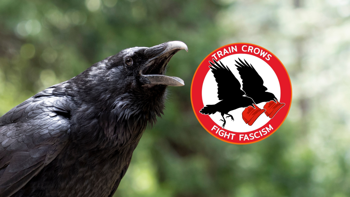 ‘Anti-MAGA flying army’: Man trains local crows to attack red MAGA hats, says inaction no longer ‘moral option’