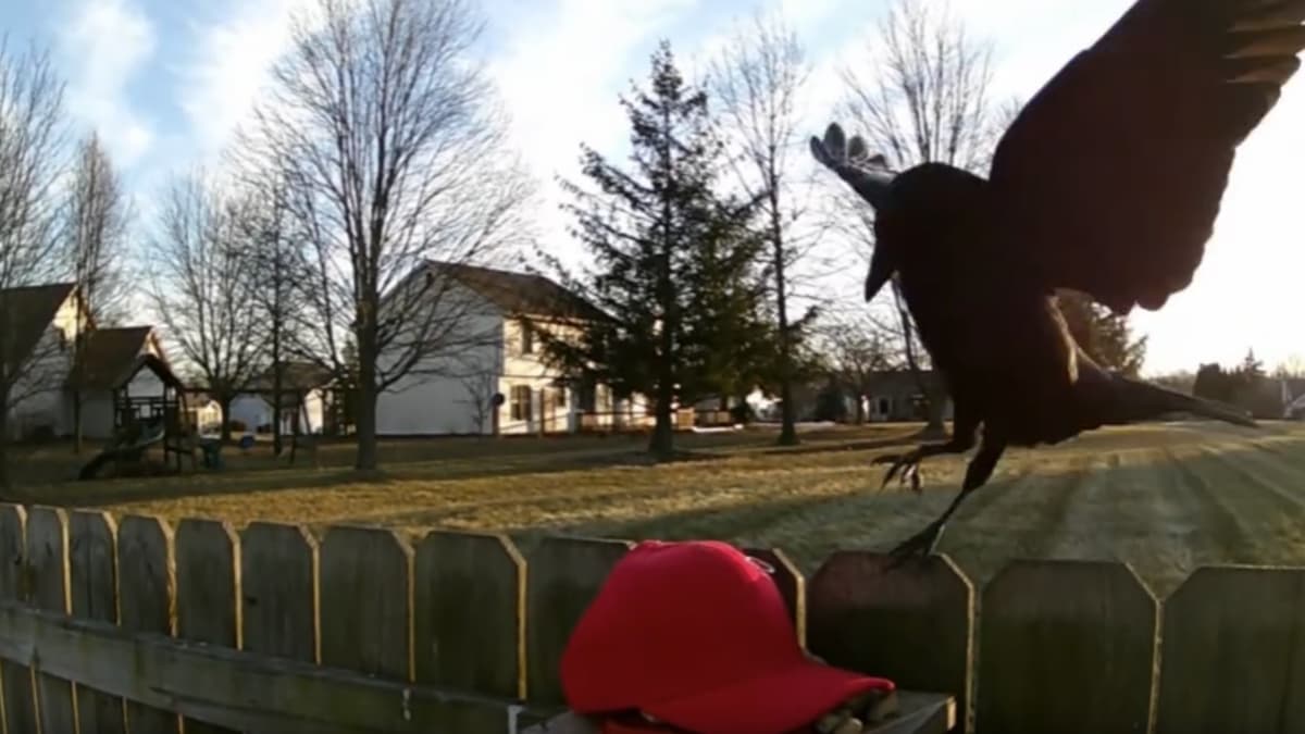 Dave's crow attacking a MAGA hat
