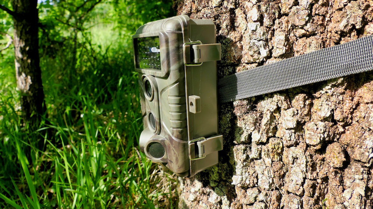 Camouflaged trail, or wildlife camera via Getty Images, PlazacCameraman