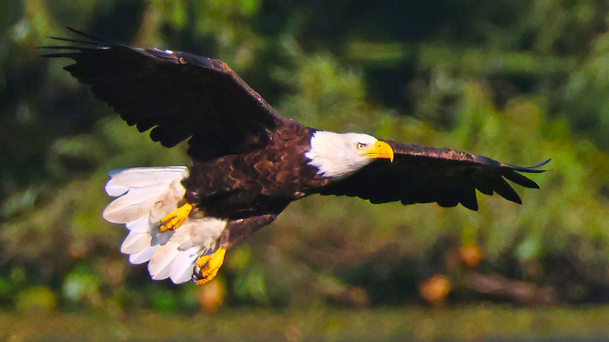 A bald eagle populates Croons Lake on September 12, 2024 in Massapequa, New York. The Long Island region provides a welcome habitat to a host of wildlife. (Photo by Bruce Bennett/Getty Images)