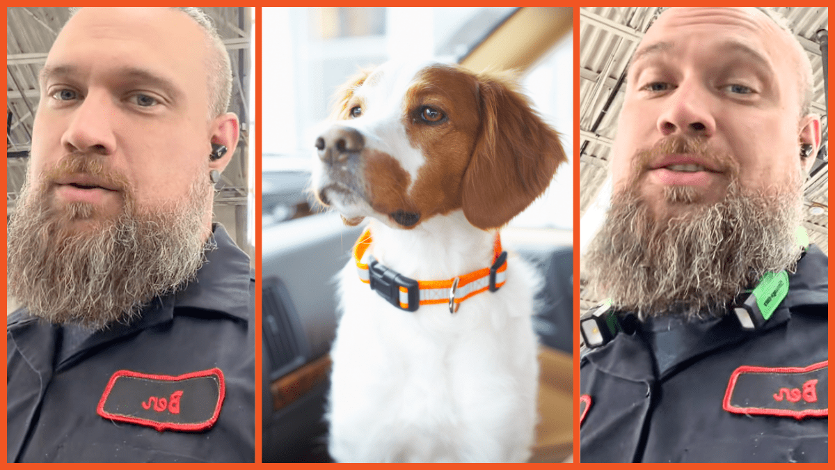 TrashPandaDad, Dog in car, via TikTok, Getty Images, Jupiter Images