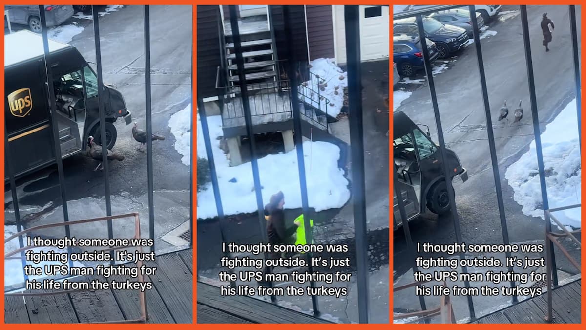 UPS driver runs from turkeys on posted by Hindy007 on TikTok