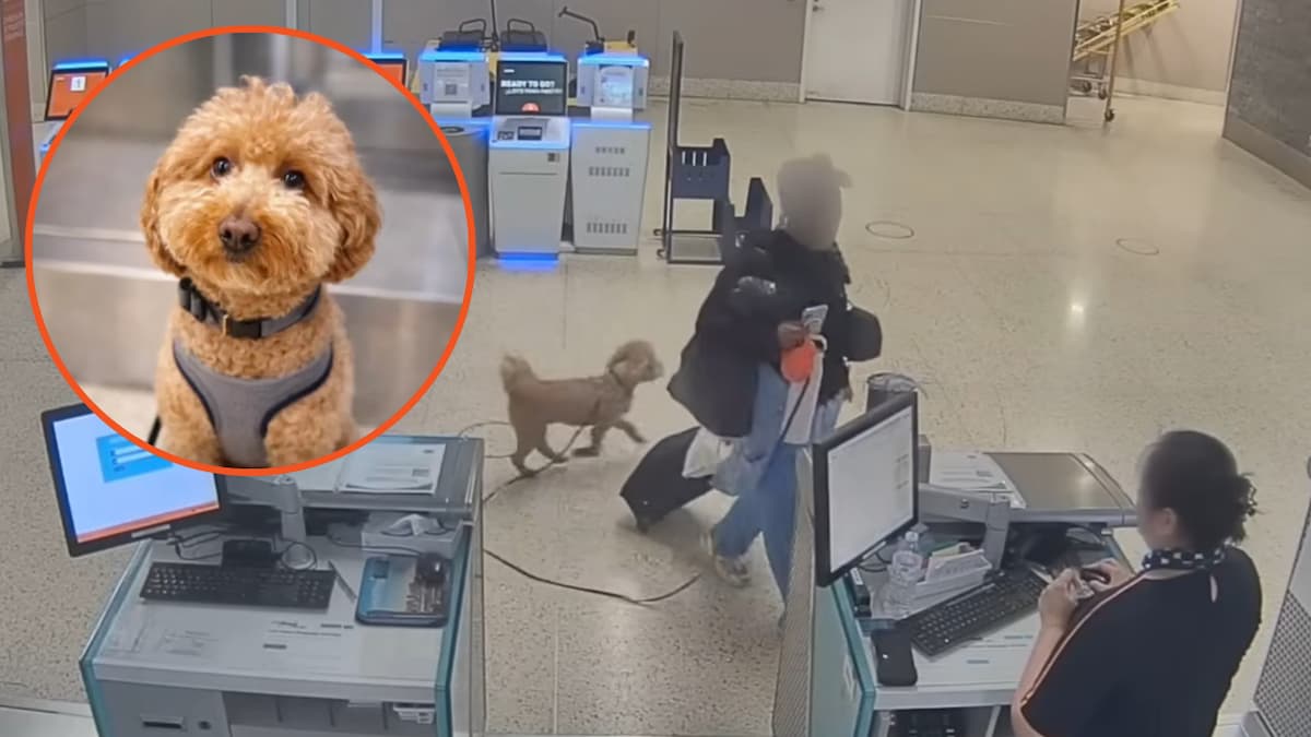 Woman in Las Vegas airport with dog