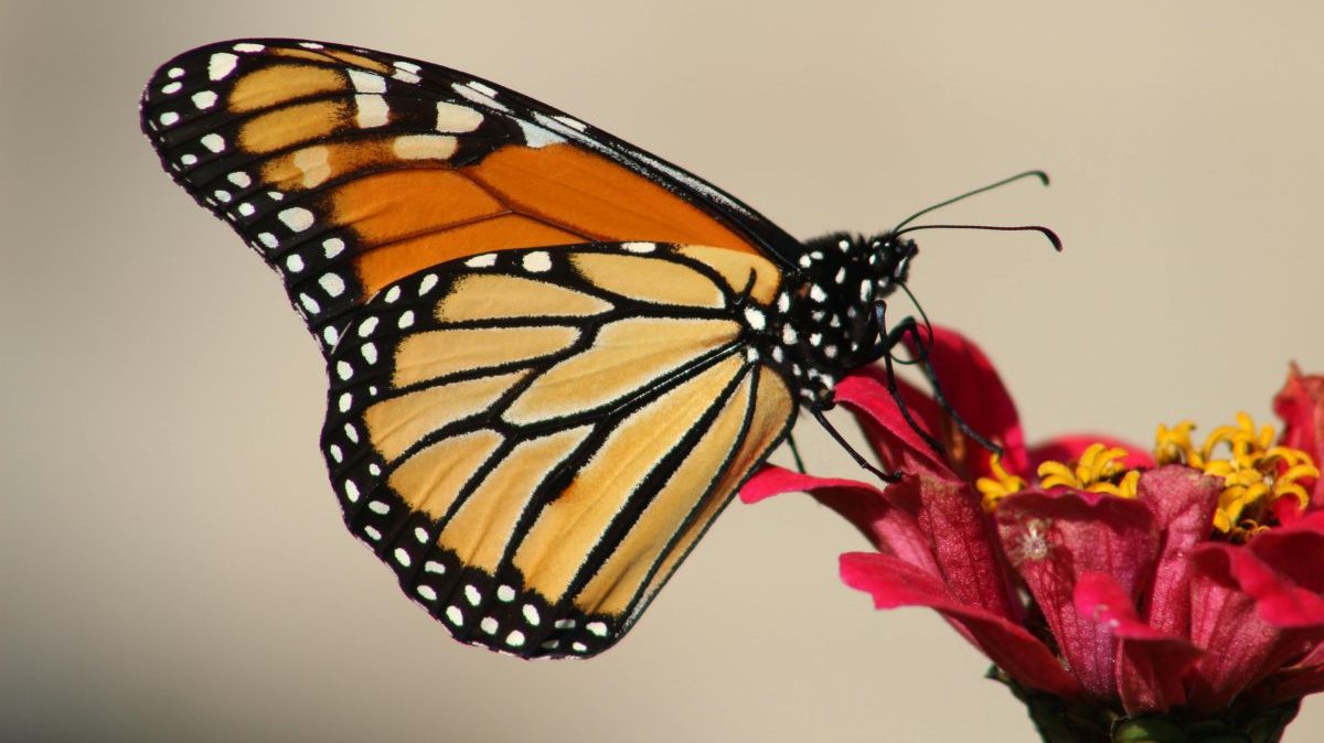 Close-up of a monarch butterfly resting on a red zinnia flower in natural light.
