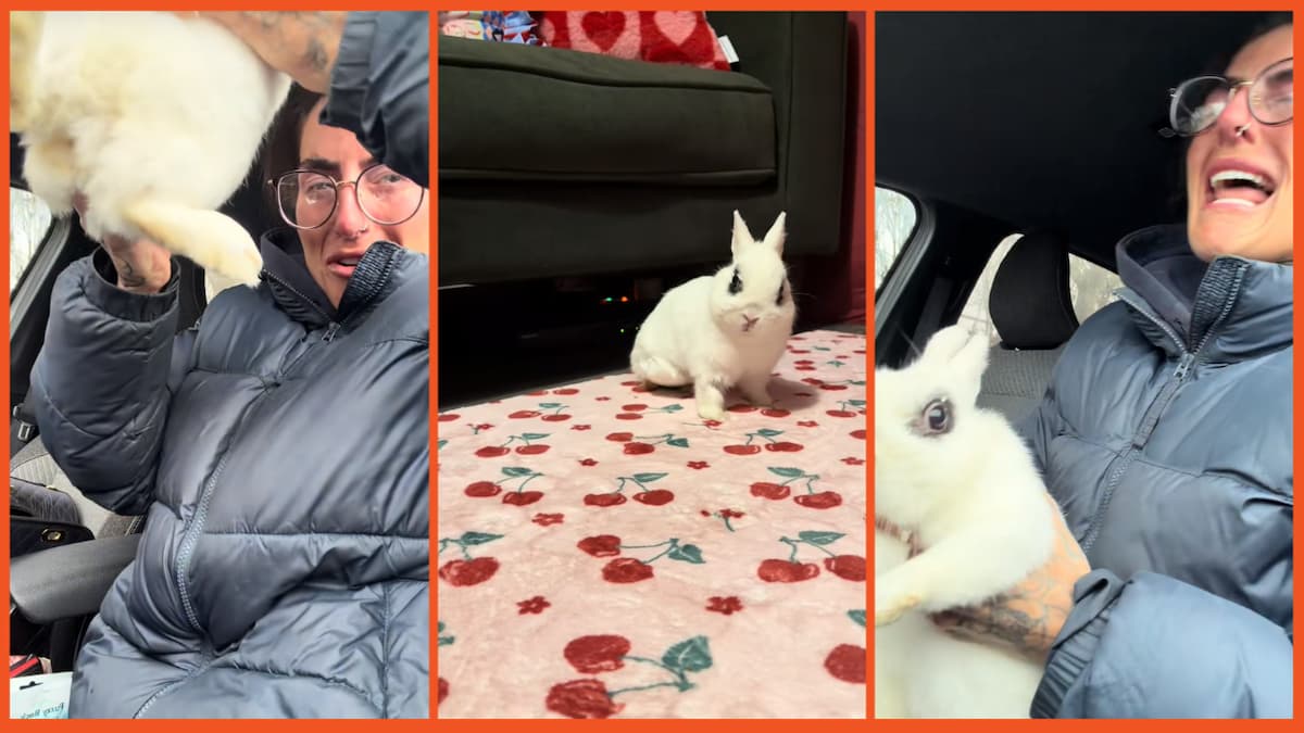 clementrabbitrescue on TikTok