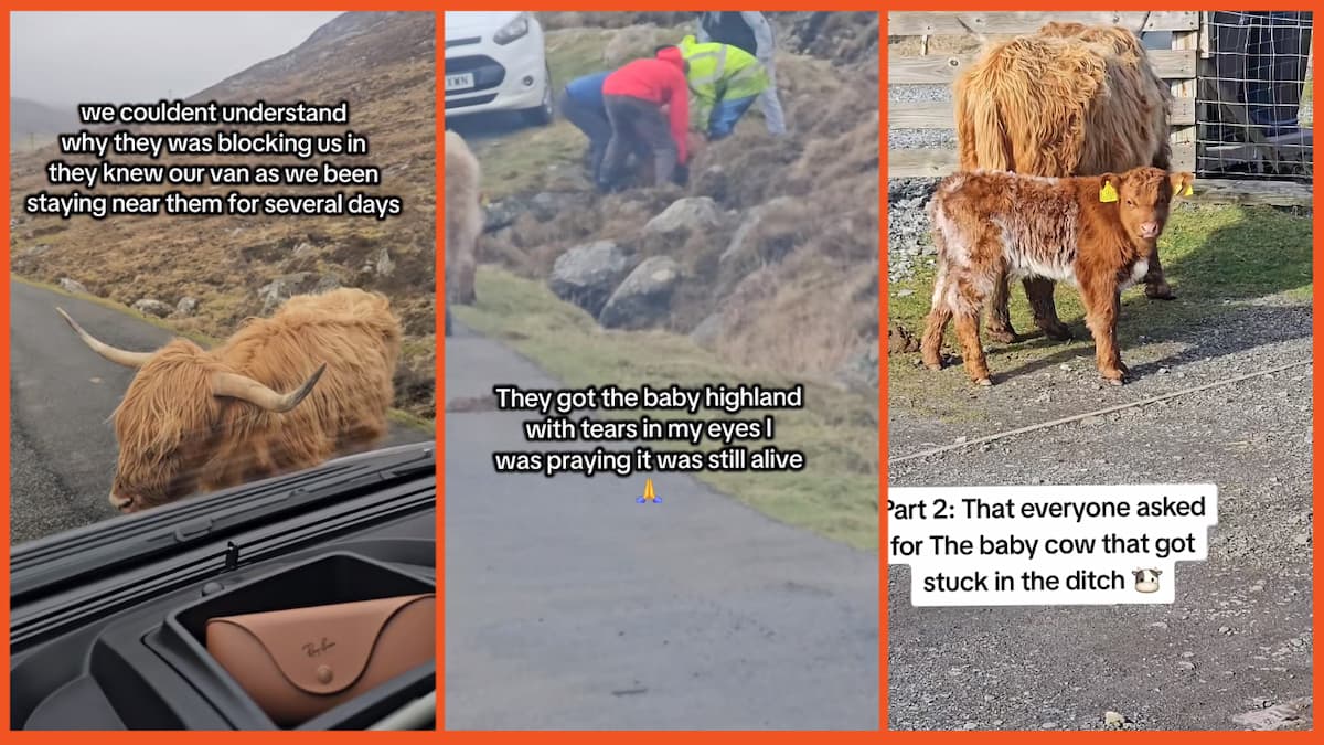 chelseaogden23 on TikTok