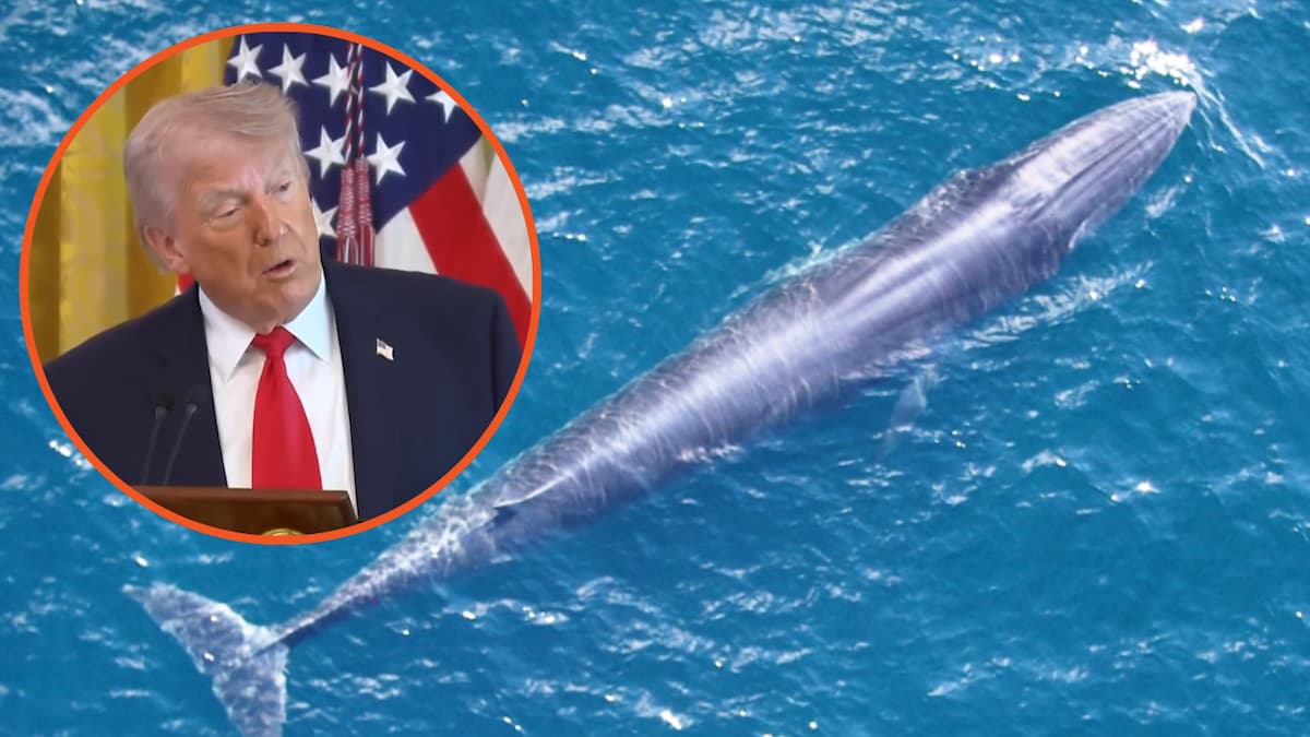 Donald Trump and Rice's whale