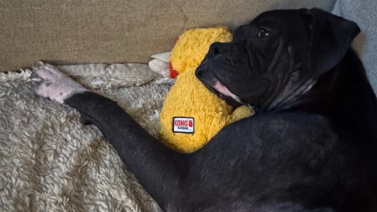 Humane Society of Tampa Bay