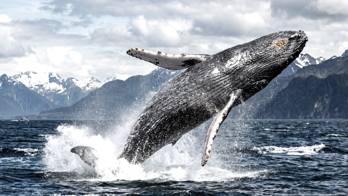 Humpback whale