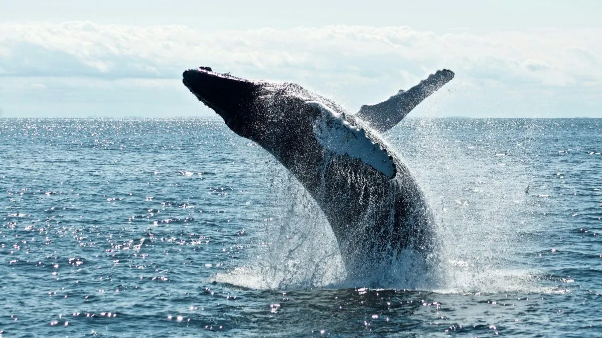 grey dolphin on body of water during daytime