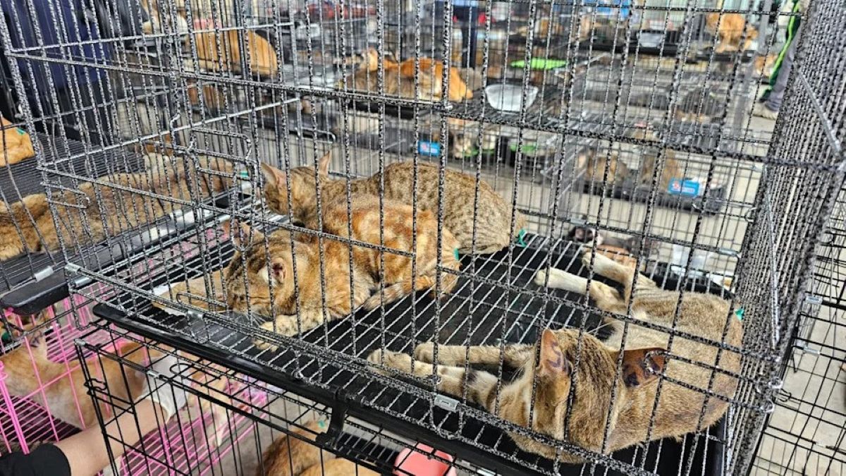Image via Phuong Pham/Humane World for Animals Vietnam)