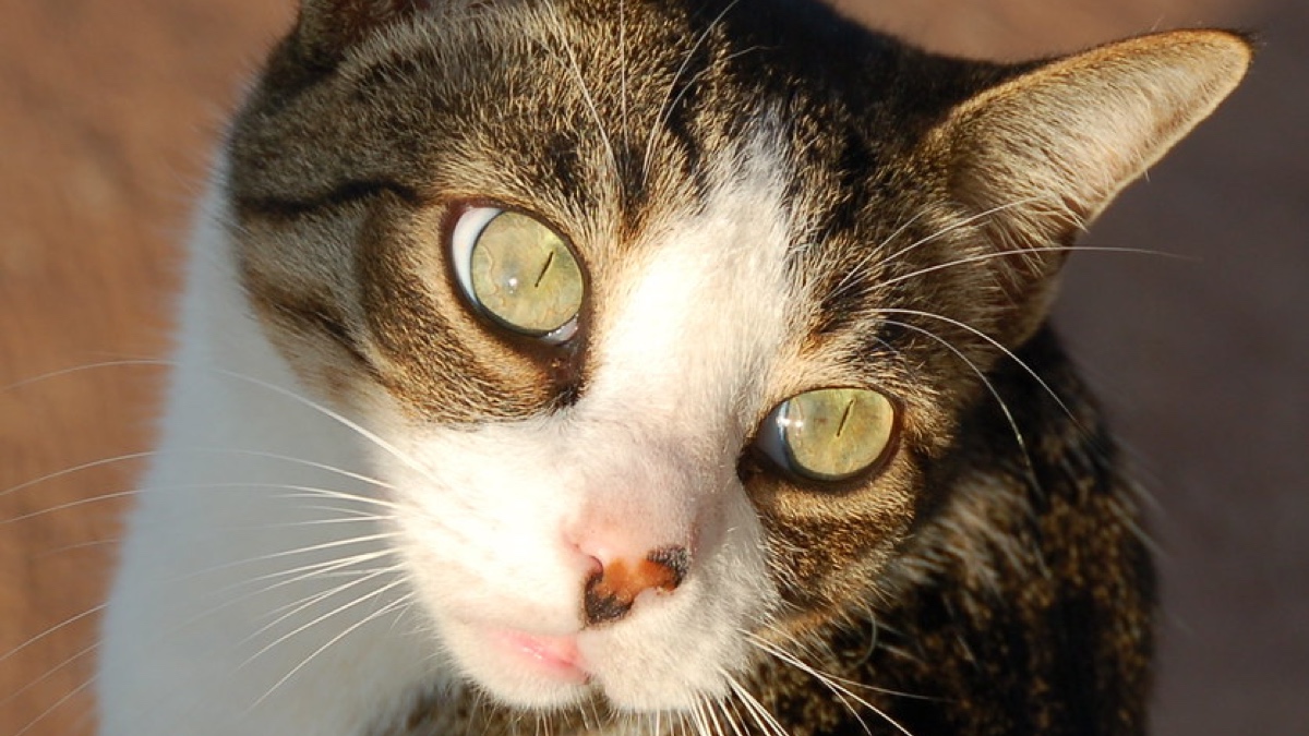 Image by Rose Braverman, CC BY 2.0.