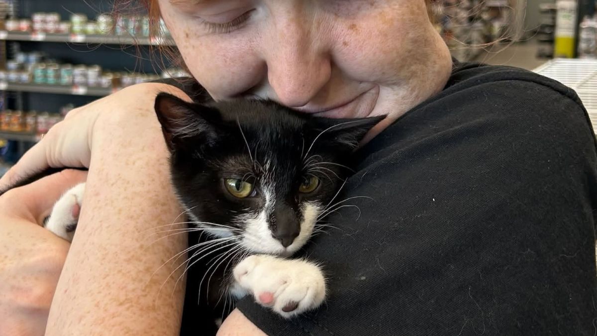 Image via Beltsville Community Cats
