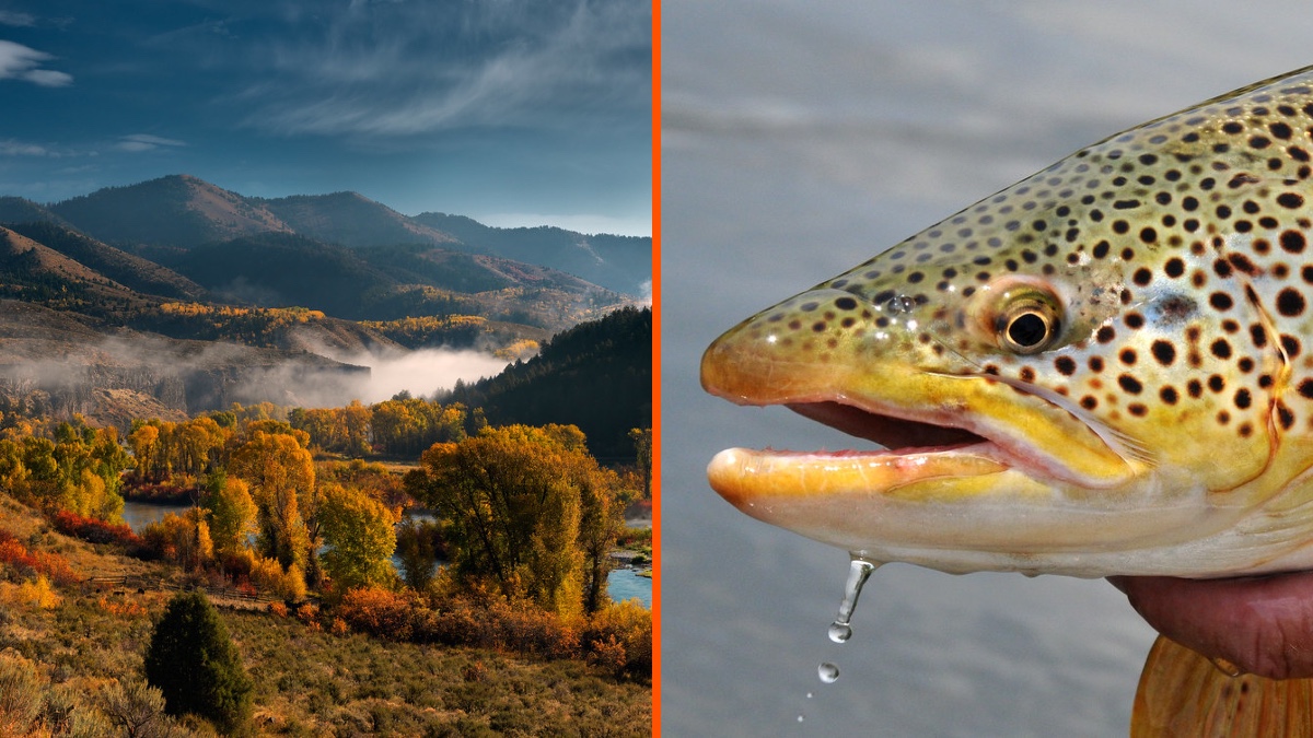 Image by USFWS Mountain Prairie, CC BY 2.0, Image by idfg, CC BY 2.0.