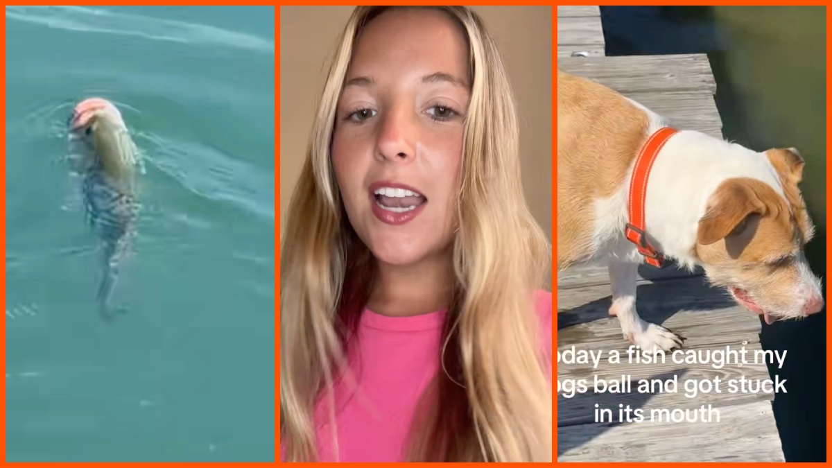 Katie (@katie.fitz44) via TikTok