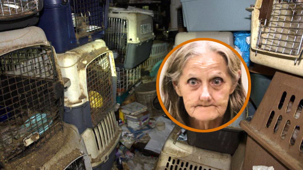 77yo Florida woman arrested after 80 cats found in filthy home, locals with missing cats suspicious that she stole their pets