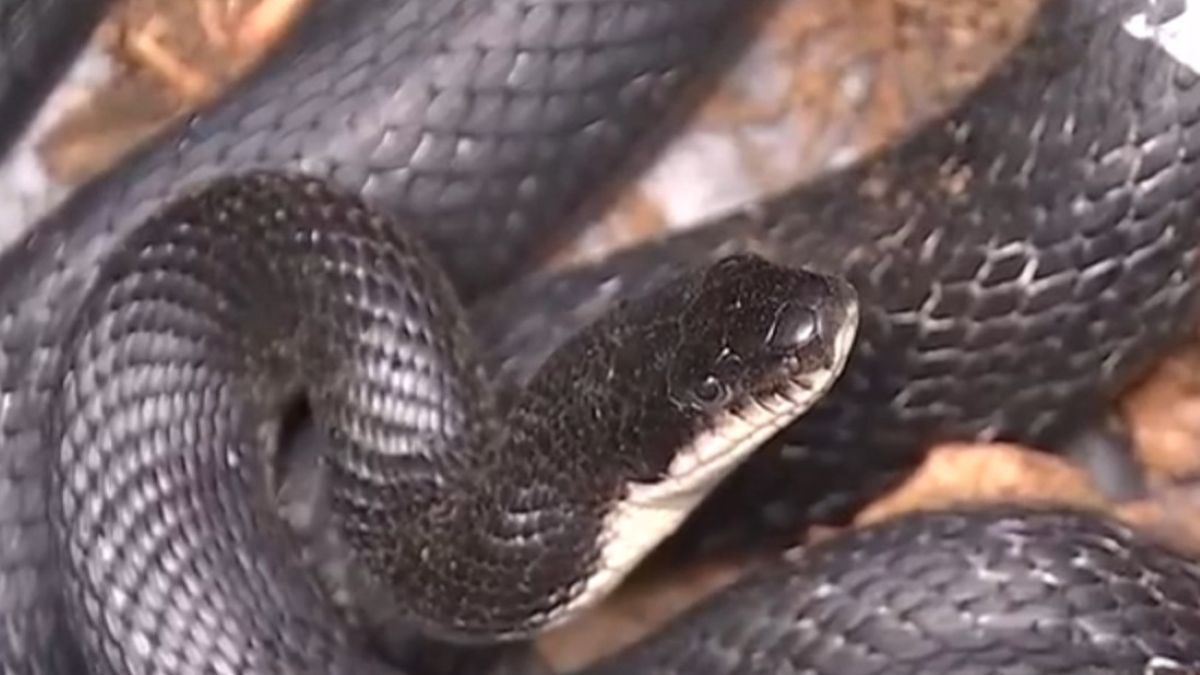 Image via WHSV News