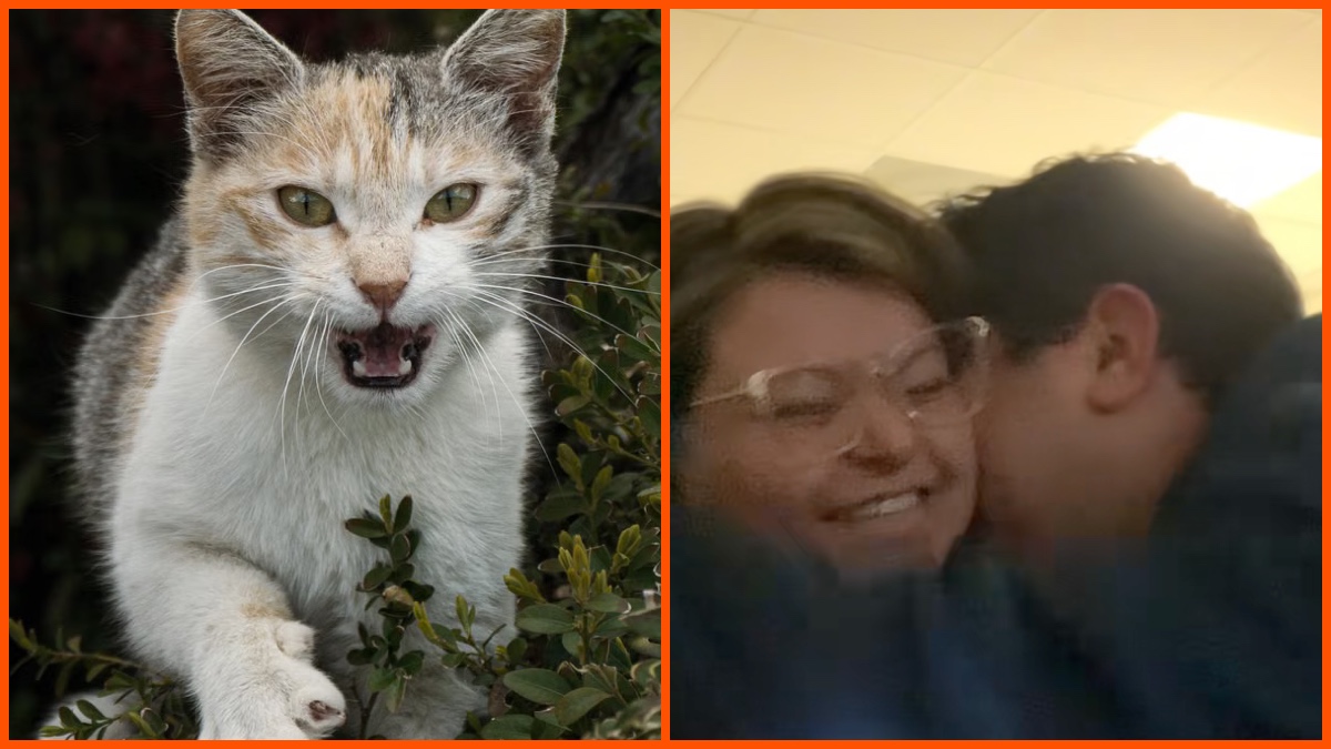 Angry cat, Zanapanchana (@zanapanchana), Image by 91 TAF on Pexels, TikTok