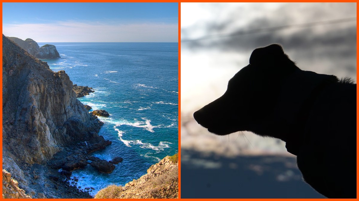 Dog, Baja California Sur, Image by Jules Clark on Pexels, Image by Dmytro Glazunov on Pexels.