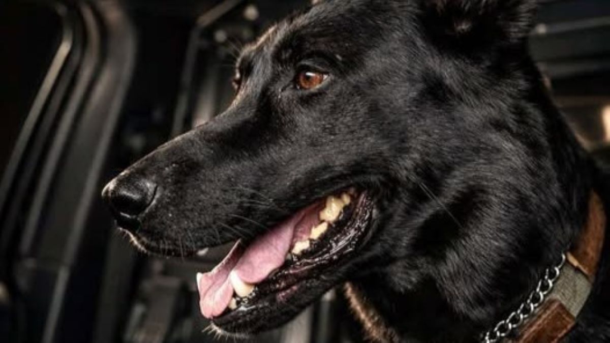 K-9 dog Ado
