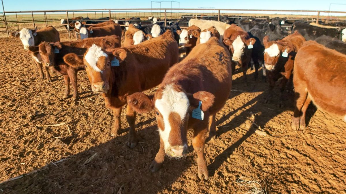 Beef cattle in a feedlot