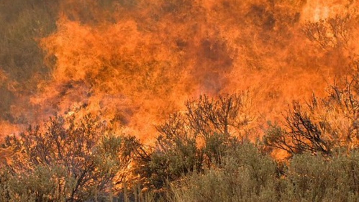 The Castle Rock Wildfire, bushes in flames