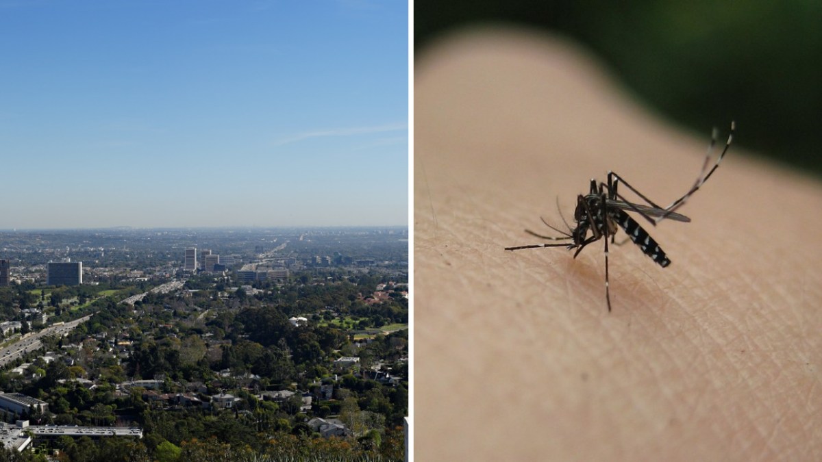 View of Los Angeles and mosquito biting a human ankle.