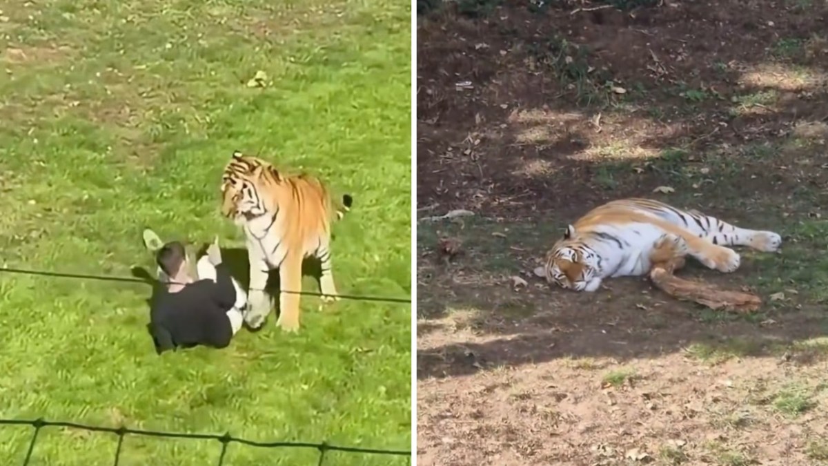 A Siberian tiger attacking a man and lying down.